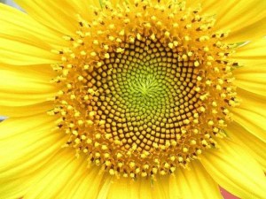 simetria_en_la_naturaleza (4)